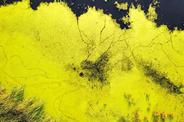 Sådan kommer du bedst af med alger