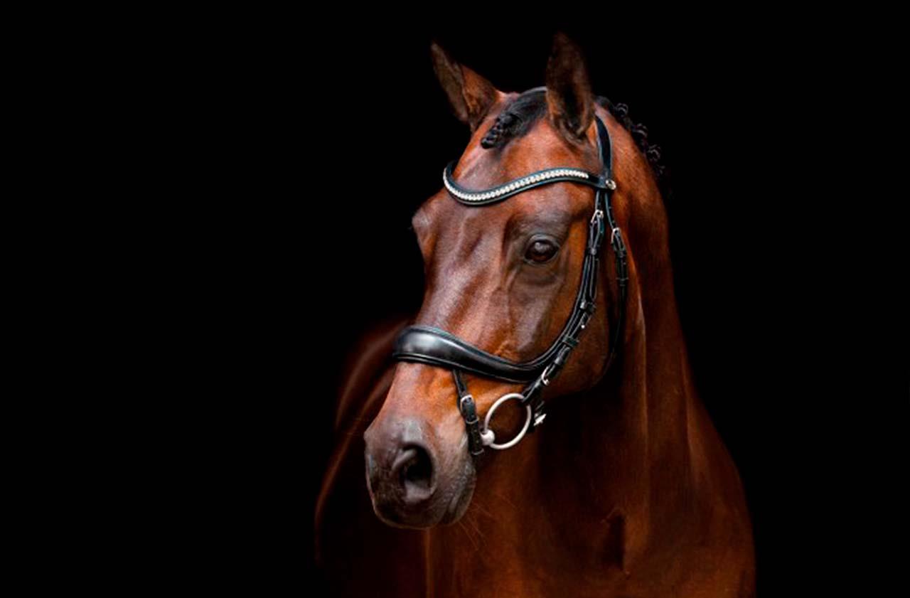 Det rigtige rideudstyr er ikke noget der kommer af sig selv